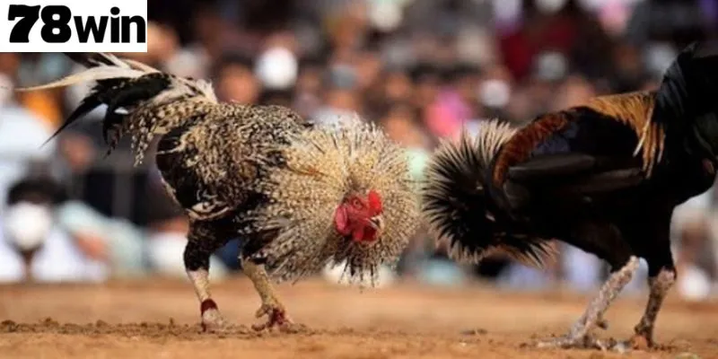 รูปแบบการชนไก่ที่ได้รับความนิยมใน 78Win น่าสนใจ