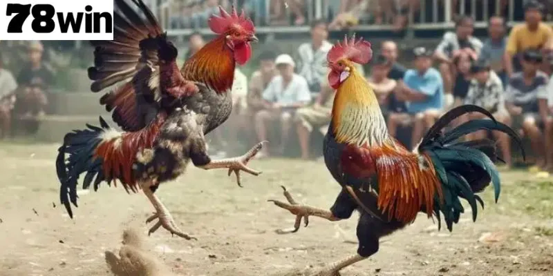 แนะนำสังเวียนไก่ชน 78Win สัมผัสประสบการณ์ที่น่าตื่นเต้น